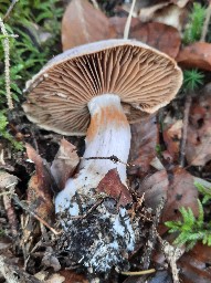 Cortinarius traganus