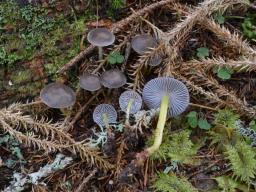 Mycena epipterygia