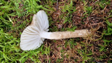 Hygrophorus olivaceoalbus