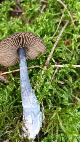 Entocybe nitida