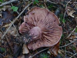 Hygrophorus capreolarius