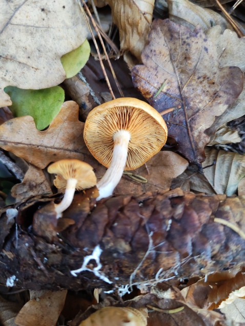 Gymnopilus penetrans