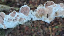 Vitreoporus dichrous