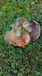 Lactarius deterrimus