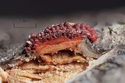 Neonectria punicea
