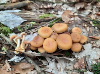 Hypholoma fasciculare var. pusillum