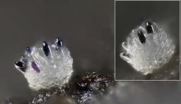 Saccobolus depauperatus