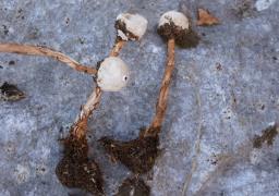 Tulostoma squamosum