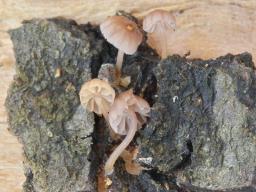 Mycena meliigena