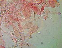 Pluteus variabilicolor