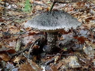 Strobilomyces strobilaceus