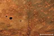 Melampsoridium betulinum