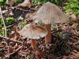 Pseudosperma obsoletum