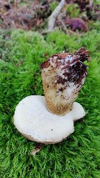 Tylopilus felleus