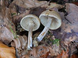 Inocybe dulcamara