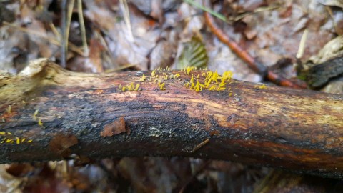 Calocera cornea