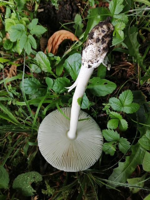 Amanita vaginata