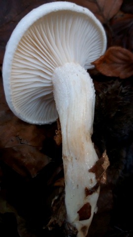 Hygrophorus cossus