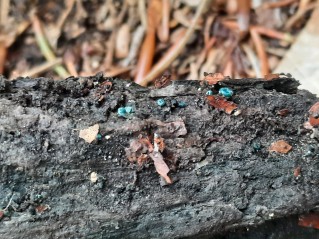 Chlorociboria aeruginascens