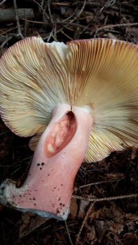 Russula olivacea