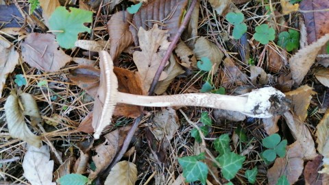 Amanita vaginata