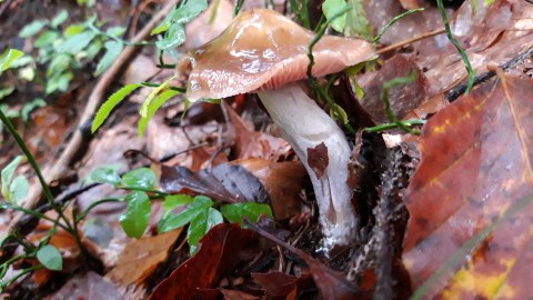 Cortinarius collinitus