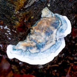 Cyanosporus caesius