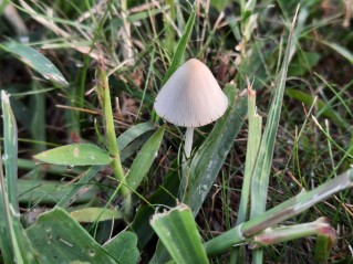 Conocybe apala