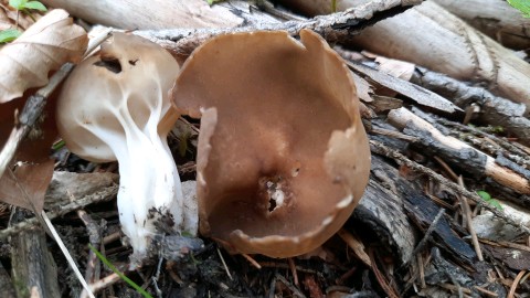 Helvella acetabulum