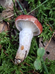 Gomphidius roseus