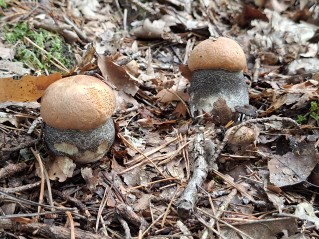 Leccinum versipelle