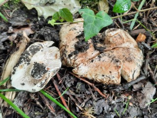 Russula delica