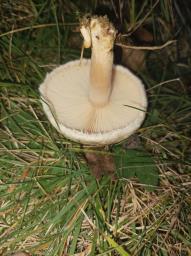 Lactarius pubescens