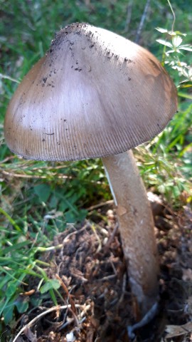 Amanita spadicea