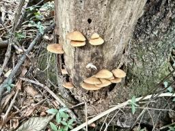 Crepidotus crocophyllus