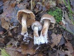 Cortinarius subferrugineus