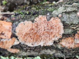 Radulomyces molaris