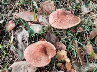 Tricholoma vaccinum