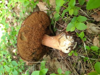 Boletus pinophilus