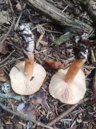 Lactarius aurantiacus