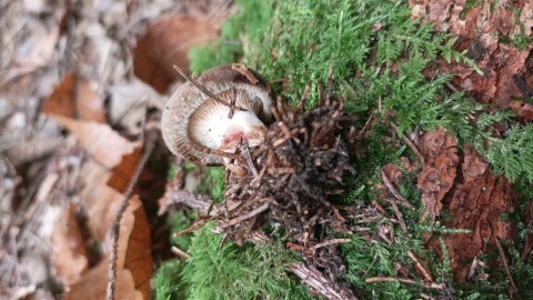 Paxillus involutus