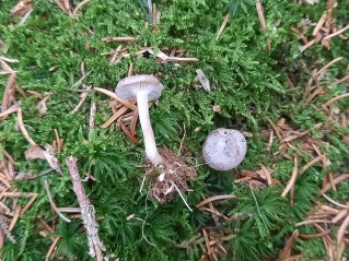 Rhizocybe pruinosa