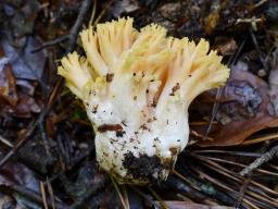 Ramaria flavosalmonicolor