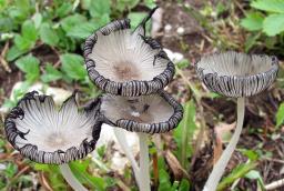 Coprinopsis lagopus