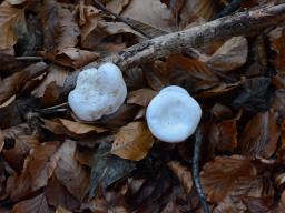 Clitocybe rivulosa