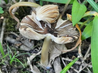 Pluteus romellii