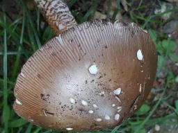 Amanita spadicea