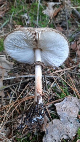 Chlorophyllum olivieri