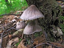 Mycena polygramma