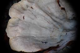 Stereum subtomentosum